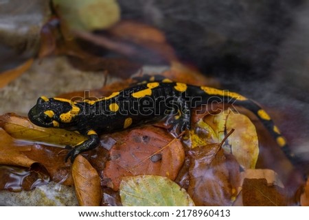 The fire salamander (Salamandra salamandra)