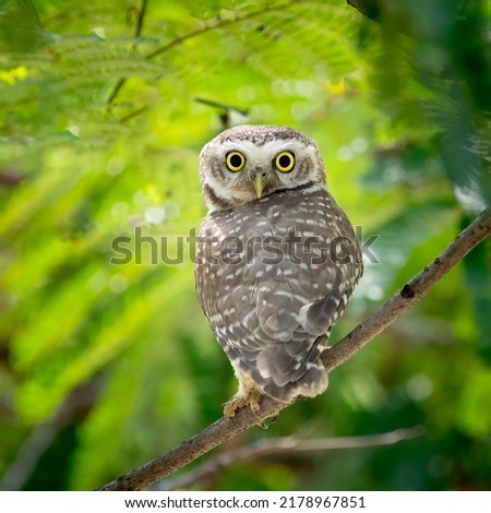 Spotted owl with neck turning 180 degree