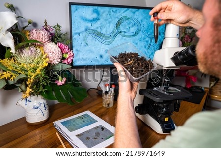 Home lab testing soil samples for soil life biology microorganisms in compost with a microscope, looking at nematodes in Tasmania Australia, organic regenerative agriculture. Royalty-Free Stock Photo #2178971649