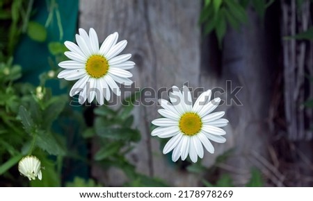 Chamomile flowers on a sunny day. Herbal medicine. Royalty-Free Stock Photo #2178978269