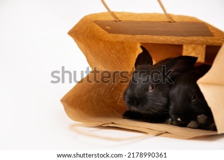 Two little black rabbit sit and hiding in craft paper package isolated on white studio background. Hare is a symbol of 2023 year by the eastern calendar. Shopping in pet store. Discount concept. Card.