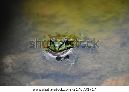 Marsh frog looking straight at the photographer Royalty-Free Stock Photo #2178991717