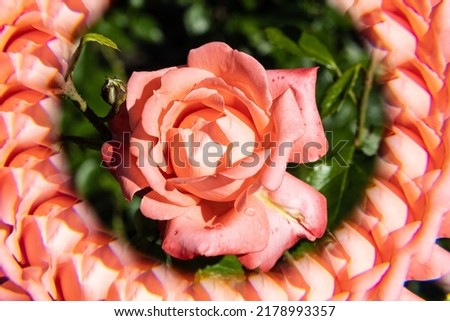  Brilliant orange and red rose  photographed through prism in the sunny morning.  Floribundas with nostalgic flowers, its fashionable colour .  orange and red, later pink