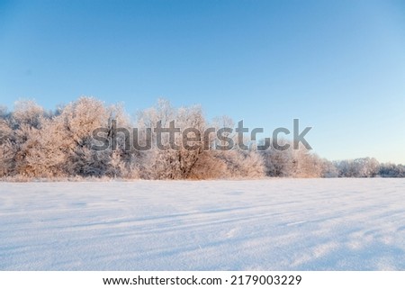 Winter atmospheric landscape with frost-covered dry plants during snowfall. Winter Christmas background. High quality photo