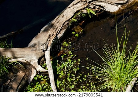 spring landscape in the swamp. small swamp lakes, mosses and swamp pines. small island of swamp water and beautiful reflections Royalty-Free Stock Photo #2179005541