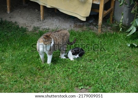 Black white kitten with mother cat