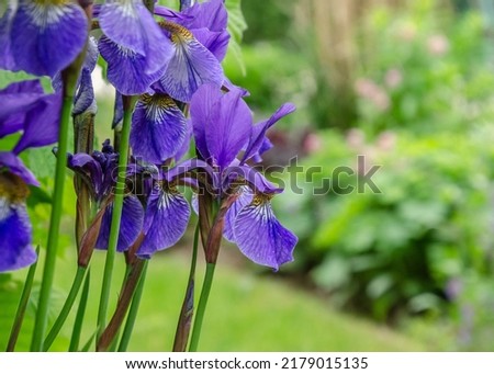 Flower of Iris sibirica, blue king, in shadow garden close up, picture with shallow depth of field 