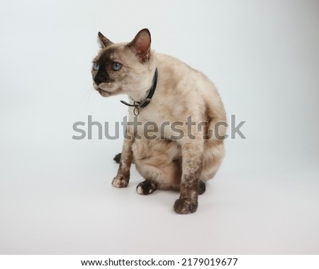 A Siamese cat looking to the side of the picture on white backgrounf                    
