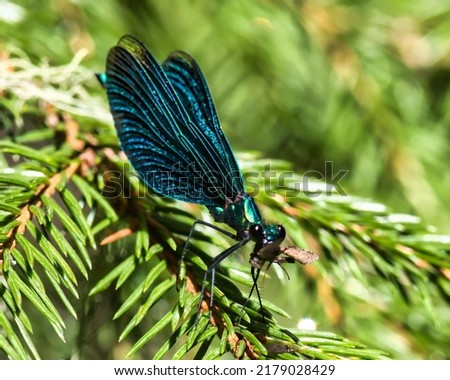 Blue damselfly eating insect prey.Selective focus. High quality photo Royalty-Free Stock Photo #2179028429