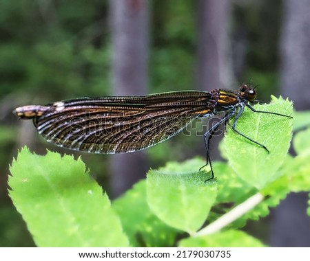 golden brown damselfly on leaf.Selective focus. High quality photo Royalty-Free Stock Photo #2179030735