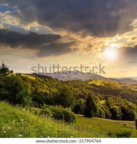 mountain autumn landscape. pine trees near meadow and forest on hillside under  sky with clouds at sunset