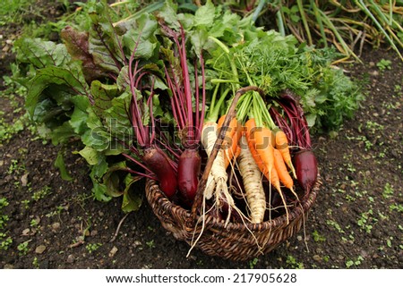 root vegetables Royalty-Free Stock Photo #217905628