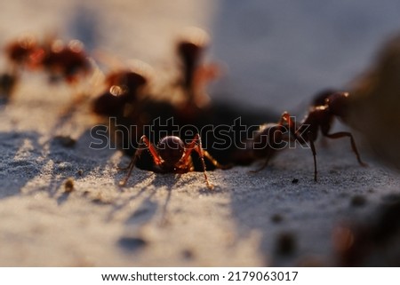 Fire ants closeup at mound hole during sunset in Texas.