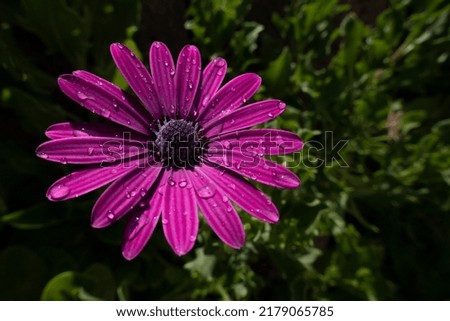 A single purple garden cosmos flower in the garden