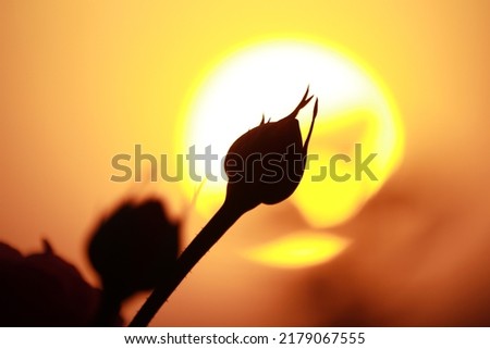Flowers and plants against the sun in the silhouette.