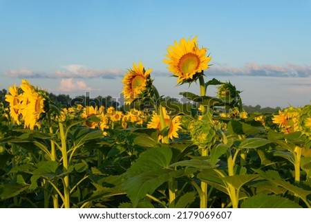 Vibrant blooming sunflowers at sunrise.  Matthiessen State Park, Illinois, USA