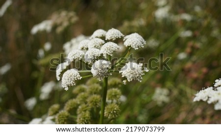 Fine-leaved water-dropwort. White tiny flowers, near waterfall in Krka National Park