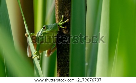 Small Green Tree frog in blades of Grass