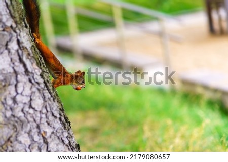 Squirrel with a nut in the teeth on the trunk of a tree