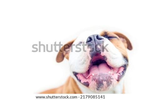 Smiling bulldog with closed eyes, white backgroud, bright composition, copy space Royalty-Free Stock Photo #2179085141