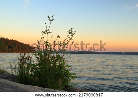 Isolated wild flowers or grass bush. At a cliff close to a Swedish lake called Malar or Malaren. Next to the Baltic sea. Evening photo. Blurry or blurred background. Stockholm, Sweden, Europe.