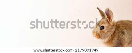 Young beautiful easter bunny on pastel pink background, photo banner with copy space. Concept for spring holidays. Close-up of a domestic hare with big ears and white whiskers