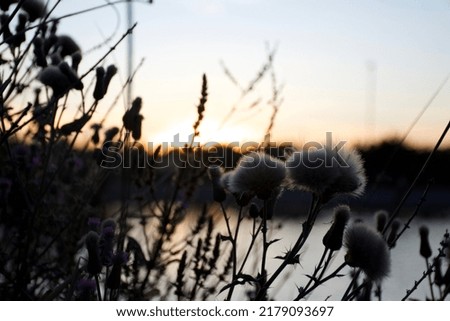 Fluffy flowers against the sunset
