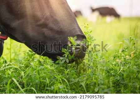 The head of a black cow that eats clover on a green meadow.