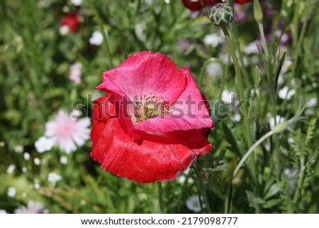 Beautiful pink poppy taken from above surrounded by green foliage