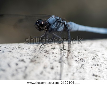 a picture of the moment a dragonfly landed