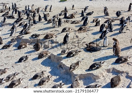 Black footed African penguin colony on Boulders Beach breeding coast and conservation reserve in South Africa. Group of protected endangered waterbirds and aquatic sea and ocean wildlife for tourism