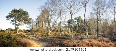 Landscape view of a grassy deserted park in autumn. Secluded and empty grassland or forest with trees, bushes, and greenery. Plants and vegetation in a remote and rural natural area in nature Royalty-Free Stock Photo #2179106601