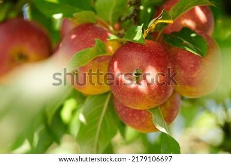 Red apples growing on trees for harvest in an agriculture orchard outdoors. Closeup of ripe, nutritious and organic fruit cultivated in season on a farm. Delicious fresh produce ready to be picked Royalty-Free Stock Photo #2179106697
