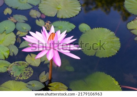 Beautiful blooming lotus flower with leaves, Waterlily pond