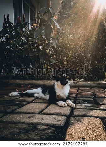 His name is Blackman. A black and white domestic cat is sitting sweetly in the garden in the morning.