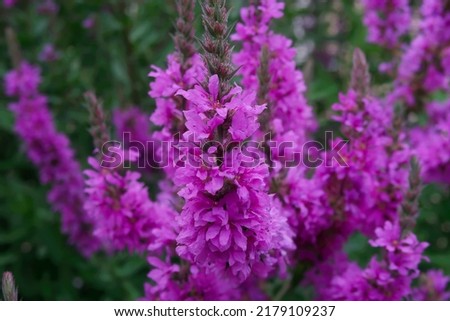 Lilac loosestrife
perennial herbaceous plant