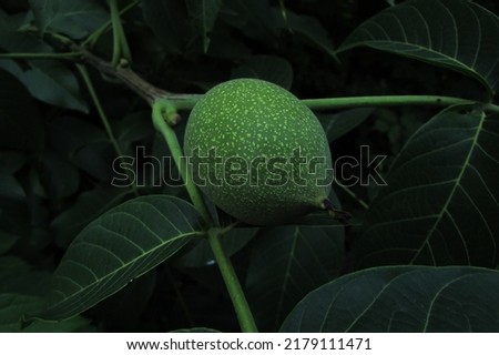   Green walnut against the background of juicy green leaves, growing far from people in the forest.  