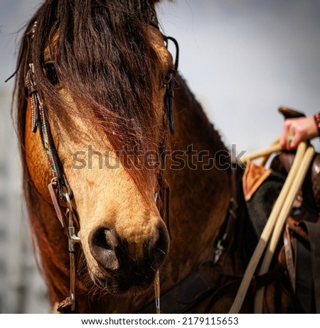 Western Horse with Long Forelock  Royalty-Free Stock Photo #2179115653