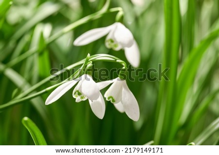 Closeup of snowdrop flowers blossoming in a meadow against blurred green background. Delicate white blooms growing in a garden or forest in spring. Galanthus nivalis stems and leaves with copy space Royalty-Free Stock Photo #2179149171