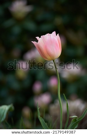 A pink tulip on a dark background. Spring perennial flowering plants grown as ornaments for its beauty and floral fragrance scent. Closeup bouquet of beautiful tulip flowers with green stems