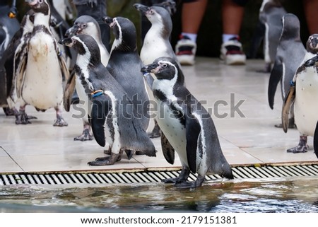 Photo of the penguin in the zoo