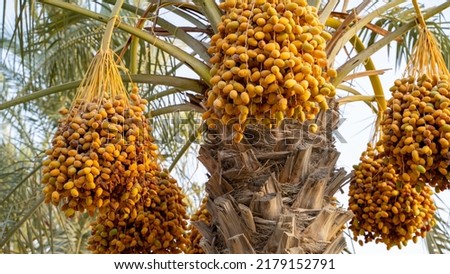Ready to ripe dates hanging from the tree at a date Plantation in Saudi Arabia Royalty-Free Stock Photo #2179152791