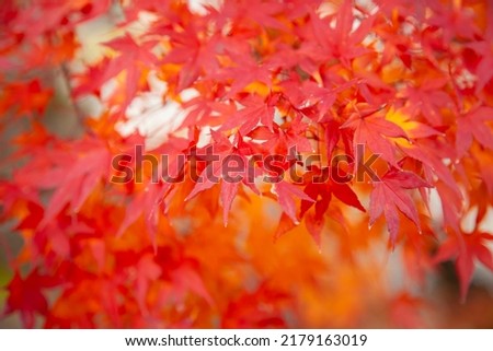 Gorgeous fall foliage of red maple leaves on Autumn season with sunlight effect at Kyoto, Japan.