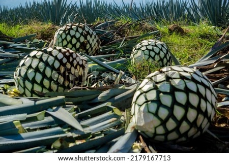 Tequila making process
Agave, Tequilana Weber, Hijuelos, Hornos, Coa, JIma, Jimador, Tequila
agave landscape Royalty-Free Stock Photo #2179167713