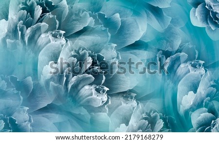 Floral blue  background. Flowers and peony petals.  Nature.