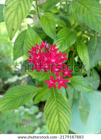 beautiful bright red flowers picture.
