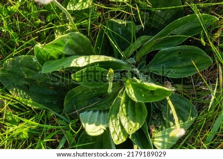 Plantago lanceolata is a species of flowering plant in the plantain family Plantaginaceae. It is known by the common names ribwort plantain and narrowleaf plantain. Royalty-Free Stock Photo #2179189029