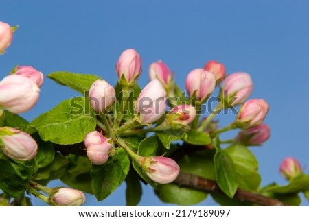 Fresh pink and white blossom flower buds of the Discovery Apple tree, Malus domestica, blooming in springtime. Royalty-Free Stock Photo #2179189097