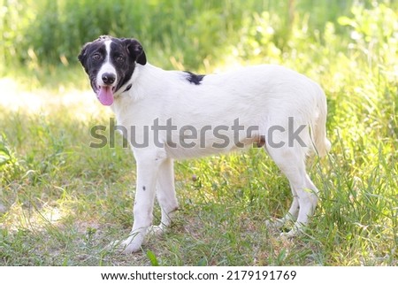  black and white cute puppy closeup photo with human hands on green grass background