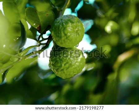 Leaves kaffir lime, Leech Lime Citrus hystrix DC Scientific name rough skin green vegetable on tree in garden nature background Royalty-Free Stock Photo #2179198277